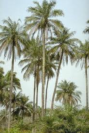 Les dangers de l'huile de palme pour la santé