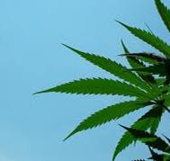 Les effets et dangers du cannabis